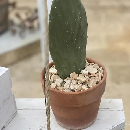 Bed & Breakfast Masseria Li Vecchi 4*